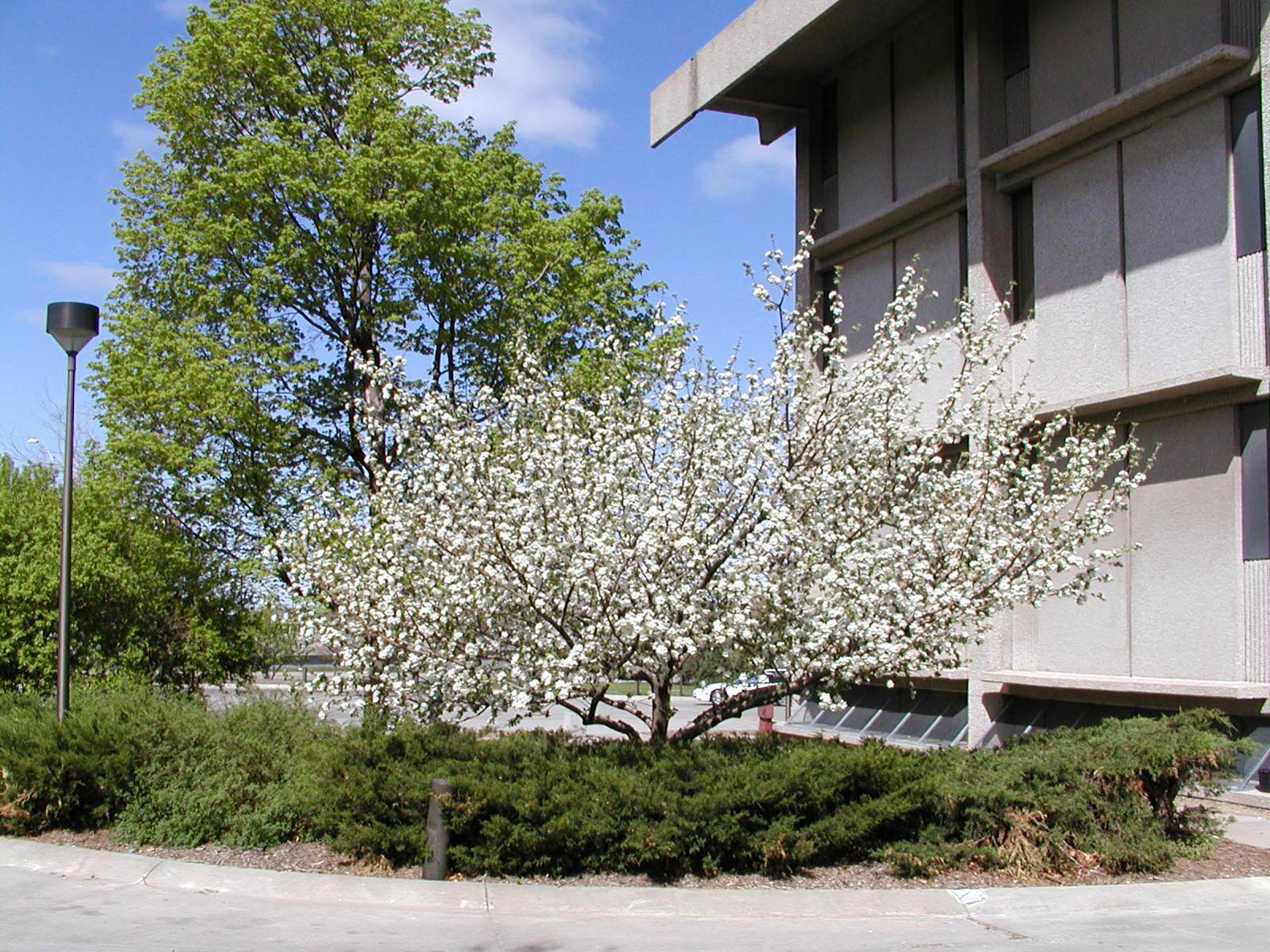 The university's original Newton Apple Tree, shown in this file photo in full bloom outside Behlen Laboratory, was recently removed due its deteriorating health..  