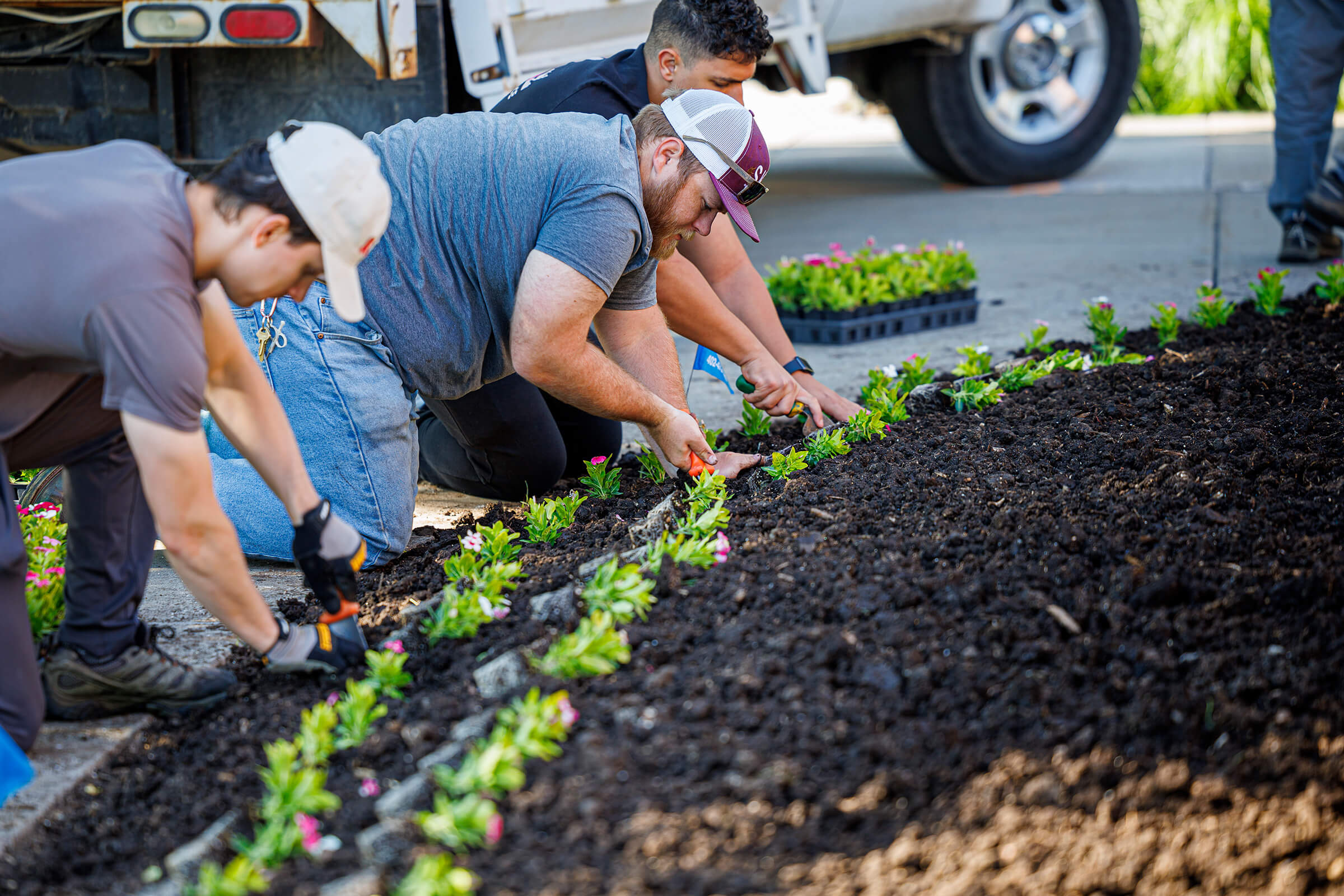 Landscape services workers planting flowers in a row