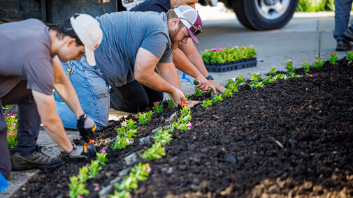 Landscape services workers planting flowers in a row